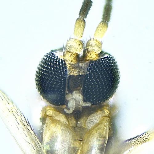 Bradysia sp.